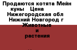 Продаются котята Мейн-куны › Цена ­ 8 000 - Нижегородская обл., Нижний Новгород г. Животные и растения » Кошки   . Нижегородская обл.